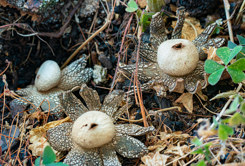 Astraeus hygrometricus, commonly known as the hygroscopic earthstar, the barometer earthstar, or the false earthstar, is a species of fungus in the family Diplocystaceae.

Barcelona province forest. Prepyrenees. 

Commonly known as 