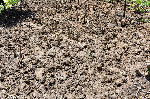 Cultivated land in the garden, plowed field