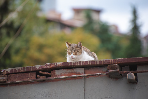 Cat chills out on the roof