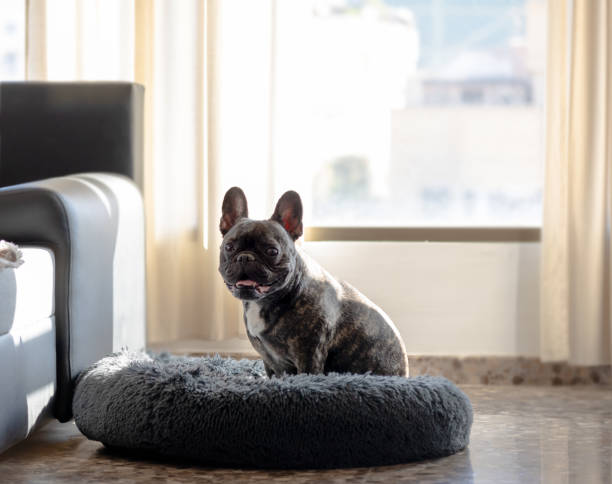 istock bulldog sitting on his bed 1440576402