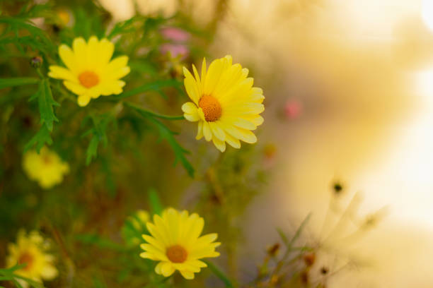 zarte gelbe blüten dahlberg gänseblümchen hautnah im garten - wildflower spring close up daisy stock-fotos und bilder