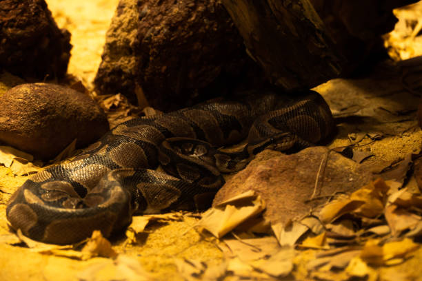 istock Python's Lies on Rocks In Dark Key. 1440578312