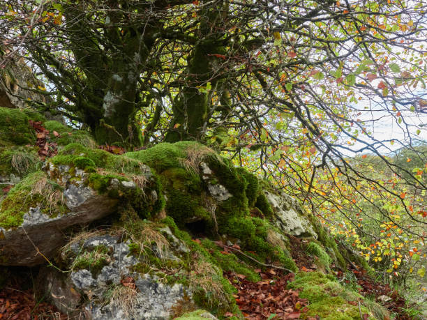 istock Sierra Urbasa in autumn, Navarra 1440579939