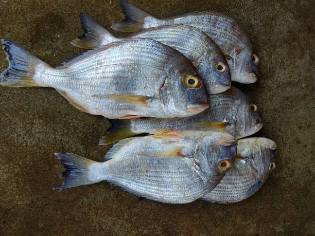 Large yellowfin bream acathopagrus fish arranged for sale in indian fish market