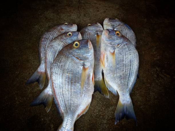 große gelbflossenbrasse acathopagrus-fisch zum verkauf auf dem indischen fischmarkt - nobody black and white activity fisherman stock-fotos und bilder