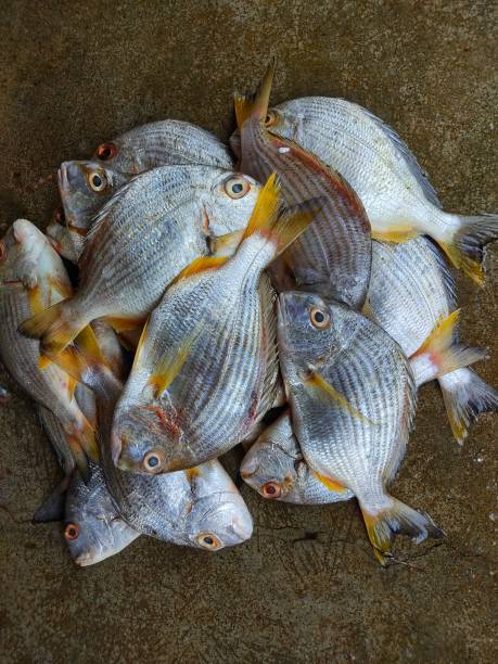 frische gelbflossenbrasse acanthopagrus fischhaufen auf fischmarkt zum verkauf - nobody black and white activity fisherman stock-fotos und bilder