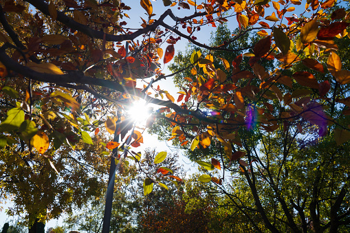 Autumn leaves on a branch with the sun in the background