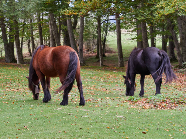 istock Pony of the Urbasa mountains 1440582537