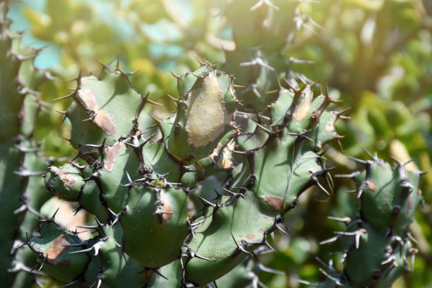 istock Cactus in the garden 1440582640