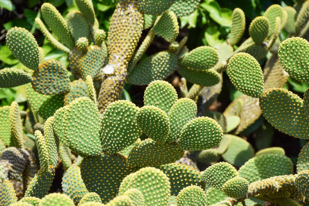 istock Cactus in the garden 1440582672