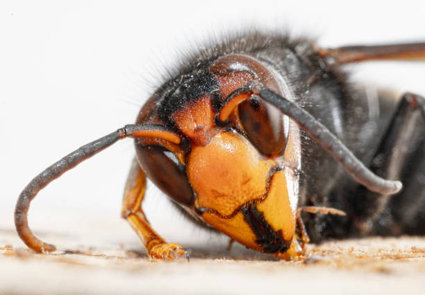 istock Asian hornet from Catalonia - portrait 1440582736