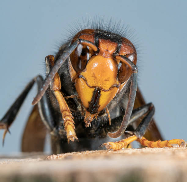 istock Asian hornet from Catalonia - portrait 1440582737
