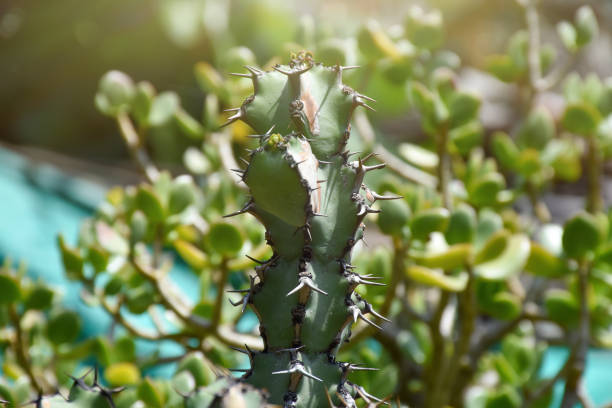 istock Cactus plant in the garden 1440583539