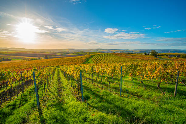 weinberge in rheinhessen bei gensingen-horrweiler - sunlit grapes stock-fotos und bilder