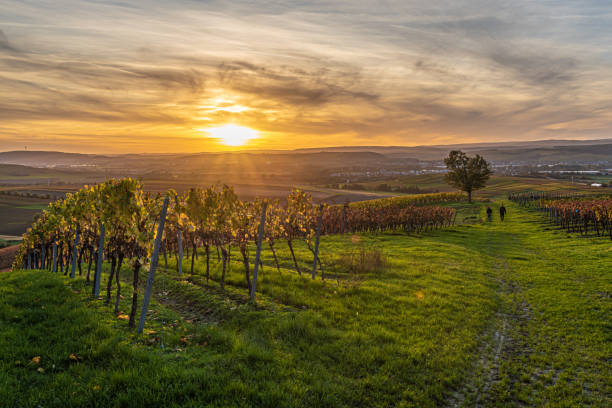 weinberge in rheinhessen bei gensingen-horrweiler - rheingau stockfoto's en -beelden