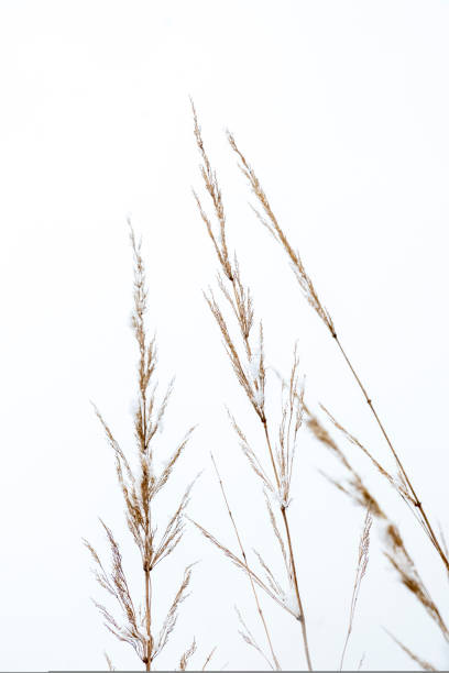 istock Summer dried wild glass on the white background concept frame. Copy space 1440583604