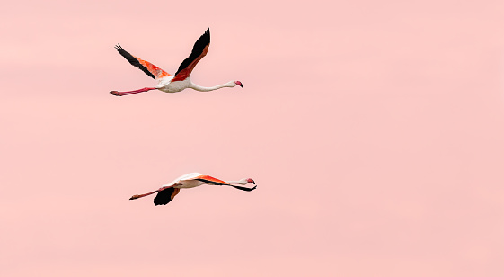 pink sky during sunset with two flying flamingos, soft pastel rose , minimalism, copy space, negative space, monochrome