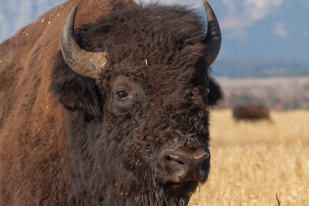 a bison in Grand Teton National Park Wyoming in autumn