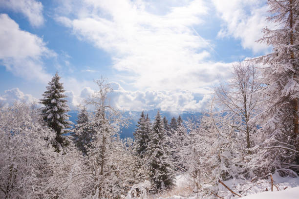 Frozen trees covered with snow above the clouds in mountains, Central Slovenia, Europe.