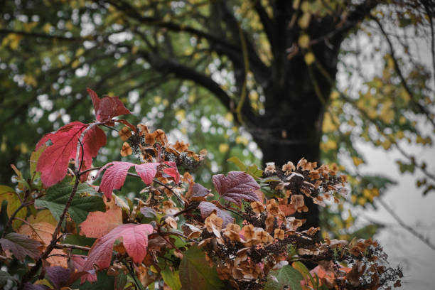 Autumn leaves textures stock photo