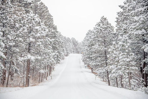Winter road lined with tall evergreen trees (pine) after 6 inch snowfall near Colorado Springs, Colorado, Black Forest, northern El Paso county western USA.