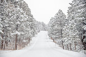 istock Winter road lined with tall evergreen trees (pine) after 6 inch snowfall near Colorado Springs, Colorado, western USA 1440585387