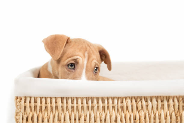 istock Shy puppy hiding in basket. 1440588506