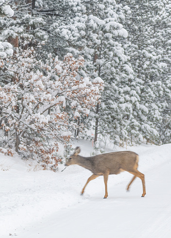 Deer walking in snow on winter road lined with tall evergreen trees (pine) after 6 inch snowfall near Colorado Springs, Colorado, Black Forest, northern El Paso county western USA.