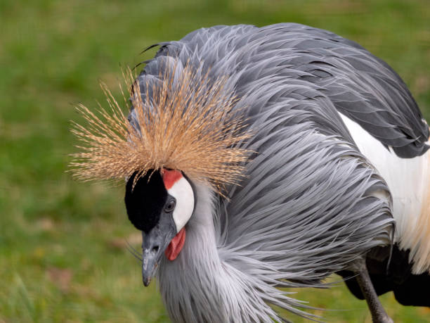 istock Beautiful bird, Grey Crowned Crane with blue eye and red wattle 1440589297
