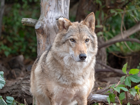 Beautiful female grey wolf standing in the forest observing. Wolf in profile.