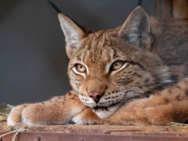 Lynx looks with predatory eyes from the shelter stock photo