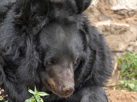 Black bear family of sow and two yearling cubs relaxing under a tree in the Yellowstone Ecosystem in western USA, North America.. Nearest cities are Denver, Colorado, Salt Lake City, Jackson, Wyoming, West Yellowstone, Gardiner, Cooke City, Bozeman and Billings, Montana.