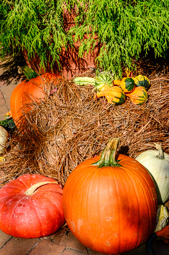 This Autumn scene includes Traditional orange Pumpkins and gourds with new white pumpkin. Perfect shot for a Fall project.