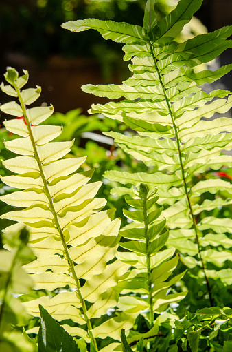 Back-lit Fern with lush green vegetation growing in a forest.