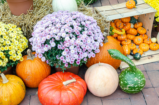 Multiple-colored Pumpkins including orange, yellow, white red and gray variations with chrysanthemum creates a vibrant Autumn display