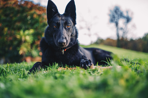 Black Belgian shepherd looking with attention. Cute guard dog looking with attention while sitting in grass