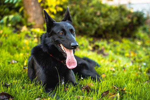 German Shepherd, 5 years old, in front of white background.