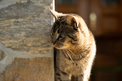 Close-up of a young adorable relaxed tabby cat enjoying a sunny day. Pet at home outside