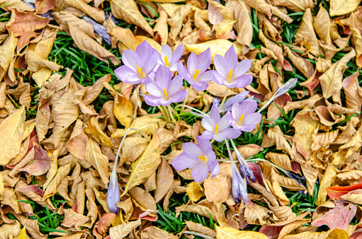 Fall Crocus blooms break through fallen leaves from a Crepe Myrtle and adds dramatic color to a Fall landscape. Perfect image for magazine or book cover or spread.