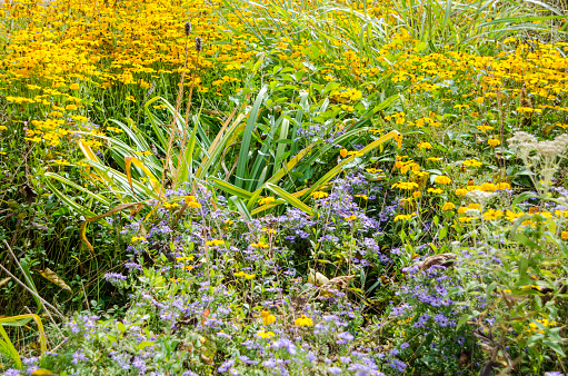 Spectacular Autumn flowering plants including black-eyed Susan and purple salvia