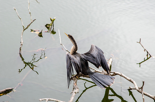 Double-crested Cormorant captured by a pond on Hilton Head Island in South Carolina