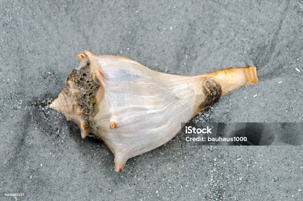 Conch shell found on a beach by the Atlantic Ocean 2015 Stock Photo