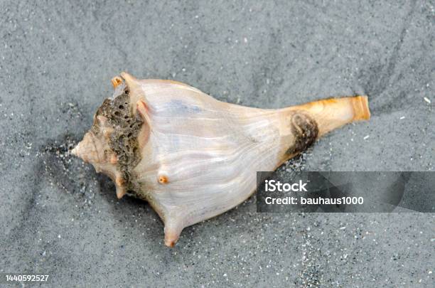 Conch Shell Found On A Beach By The Atlantic Ocean Stock Photo - Download Image Now - 2015, Animal Shell, Atlantic Ocean