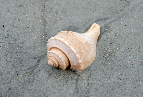 Close up photo of a seashell