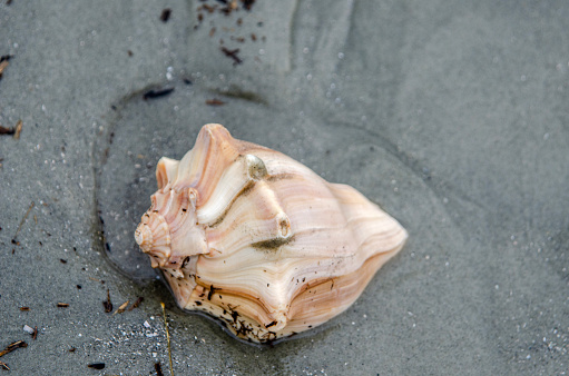Conch shell found on a beach by the Atlantic Ocean