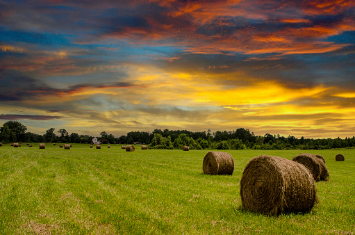 Freshly cut Hay has been cut and rolled into large bales in a field as the sun sets on the horizon