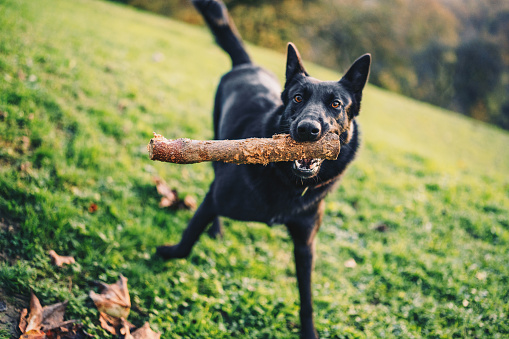 Dog playing outside on the grass. Dog playing and running outside with stick. Belgian shepherd playing outside with stick.