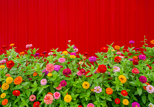 Colorful Zinnias grow in front of a bright red barn. Perfect image for Summer or Fall project.