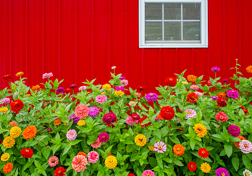 Colorful Zinnias grow in front of a bright red barn. Perfect image for Summer or Fall project.
