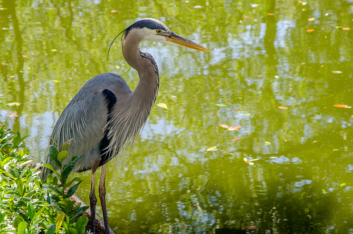 Close Encounter with a Blue Heron next to the Water's Edge